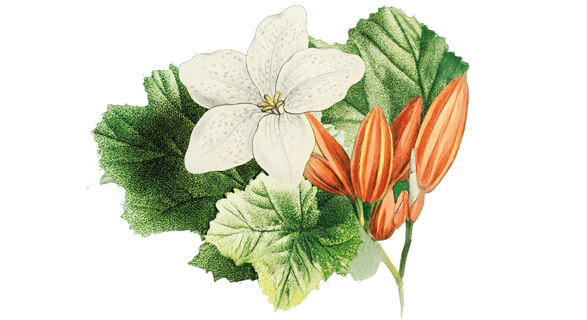 illustrerade blommor